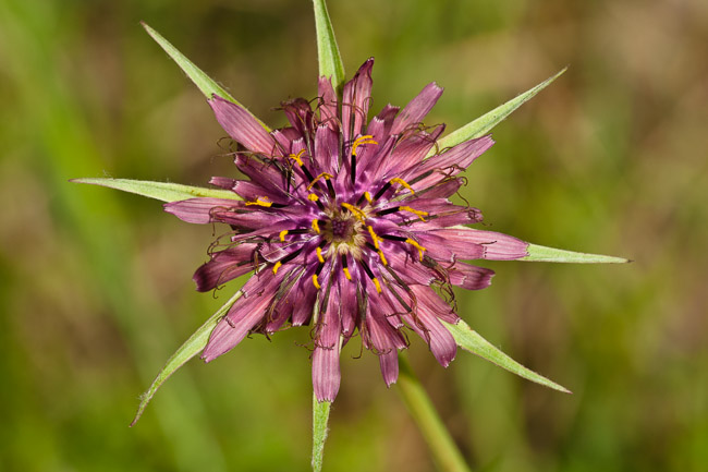 Salsify (Tragopogon porrifolius), Lesvos, Greece