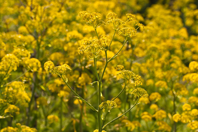 Giant Fennel, Lesvos, Greece