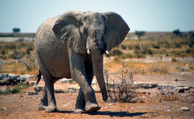 African Elephant