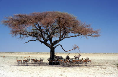 Etosha