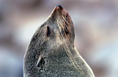 Fur Seal