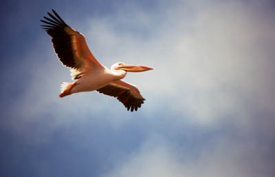 White Pelican
