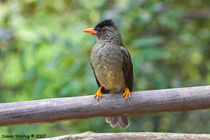 Seychelles Babbler