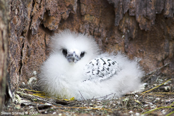 Juvenile White-tailed Tropic Bird