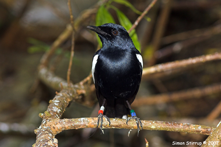Seychelles Magpie Robin