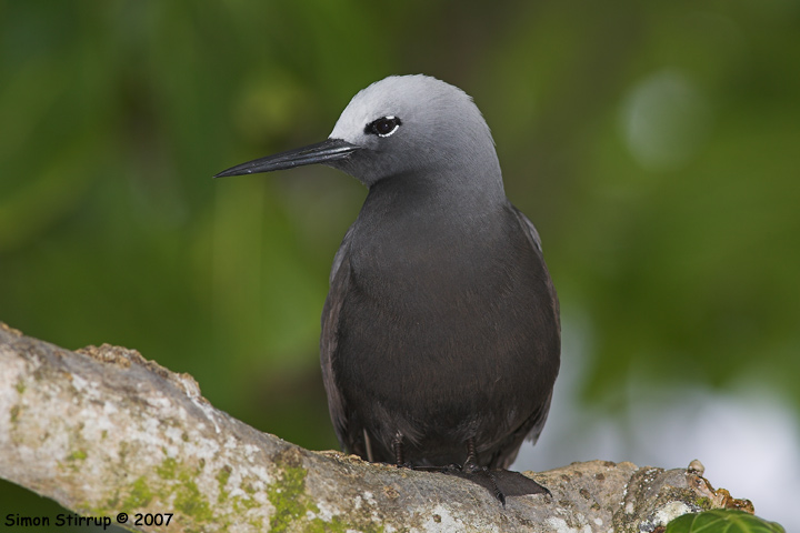Lesser Noddy
