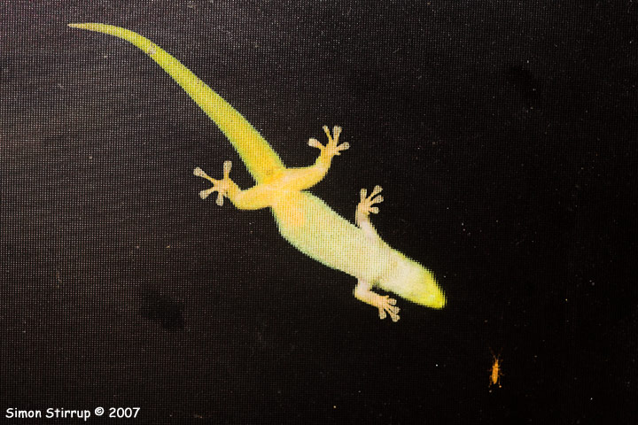 Gecko sp. stalking prey on bathroom window, Praslin