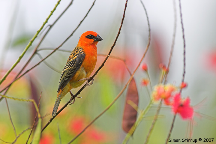 Male Madagascar Fody