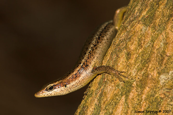 Seychelles Skink (Mabuya sechellensis), La Digue