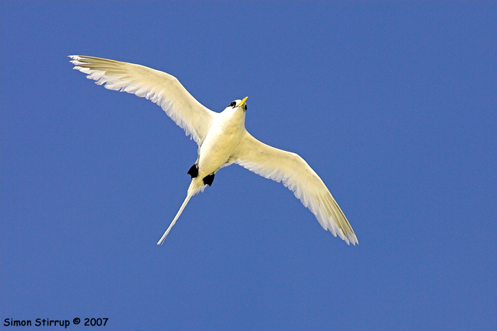White-tailed Tropic Bird