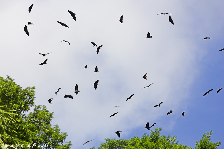 Seychelles Flying Foxes (Seychelles Fruit Bats)