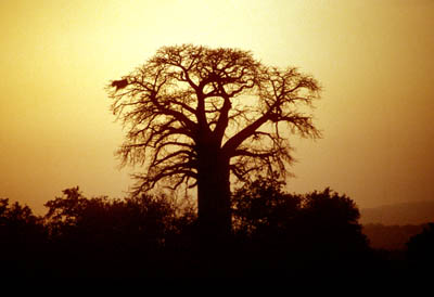 Baobab