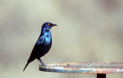 Cape Glossy Starling