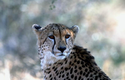 Cheetah