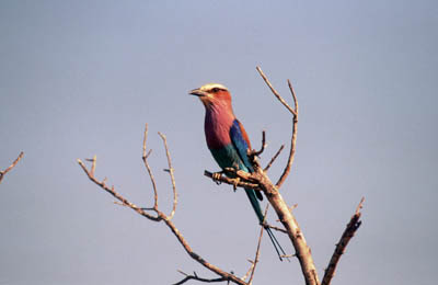 Lilac-breasted Roller