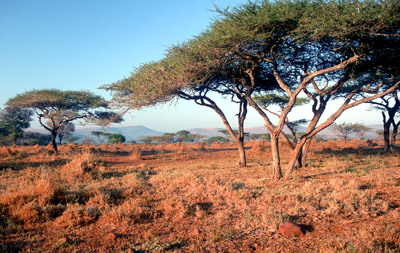 Acacia trees