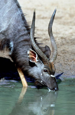 Nyala