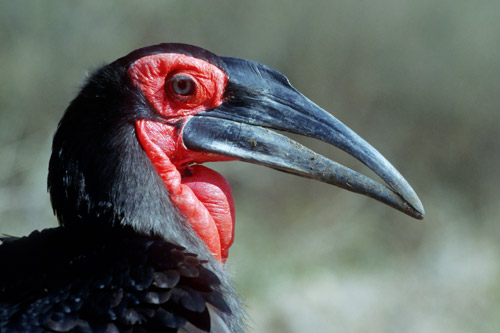 Giant Hornbill
