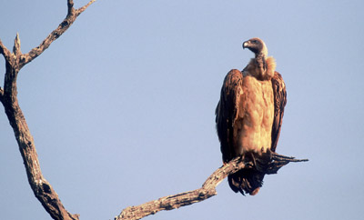 White-backed Vulture