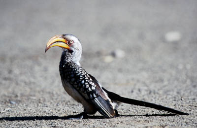 Yellow-billed Hornbill