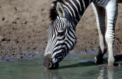 Zebra