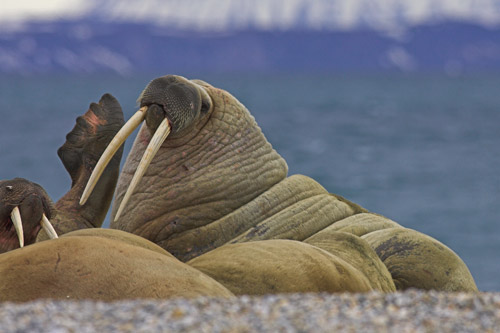 Male Walrus
