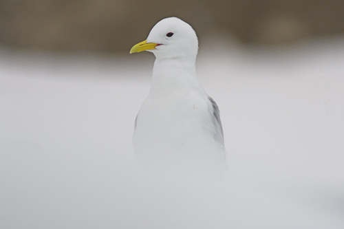 Kittiwake