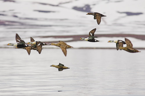 King Eiders in flight