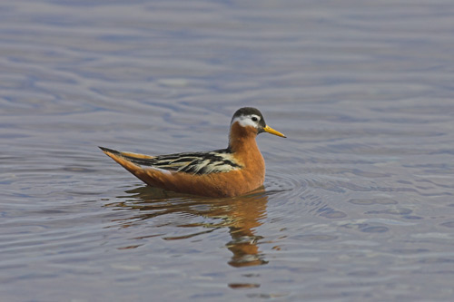 Grey Phalarope