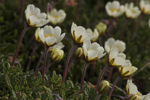 Mountain Avens (Dryas octopetala)
