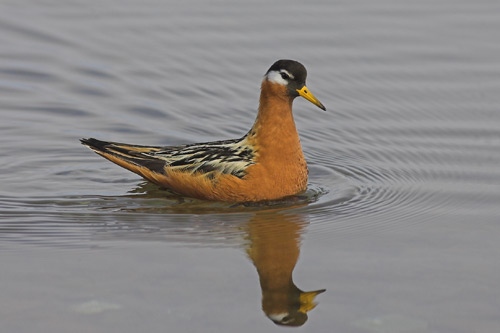 Grey Phalarope
