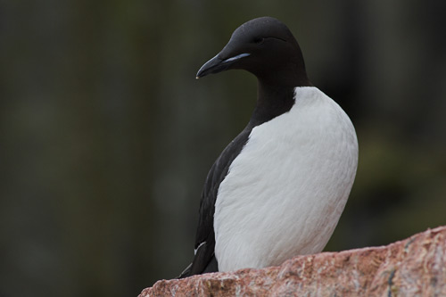 Brunnich's Guillemot