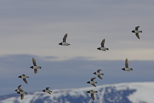 Little Auks in flight