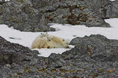 Polar Bear with cubs