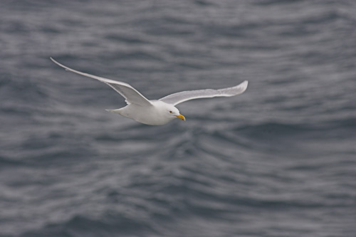 Fulmar