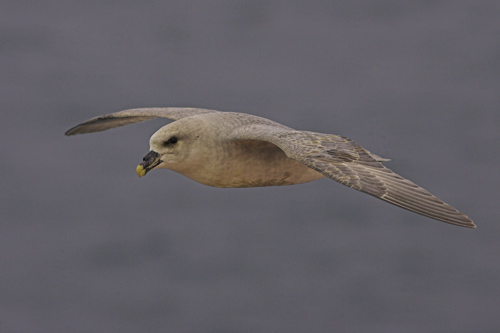 Fulmar