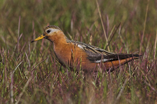 Male Grey Phalarope