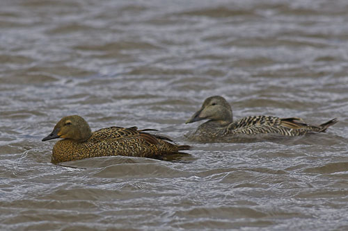 Female King Eider and female Common Eider