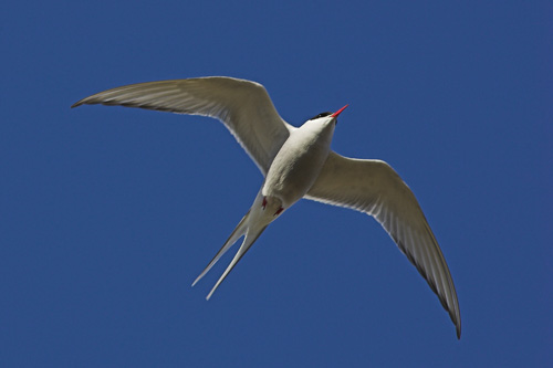 Arctic Tern