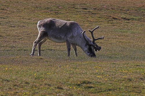 Svalbard Caribou