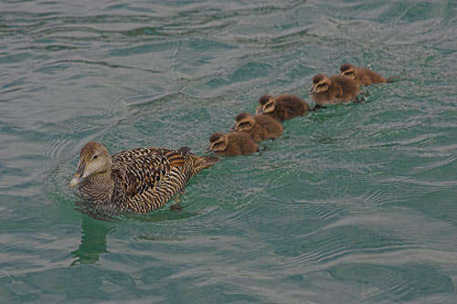 Female Eider with ducklings