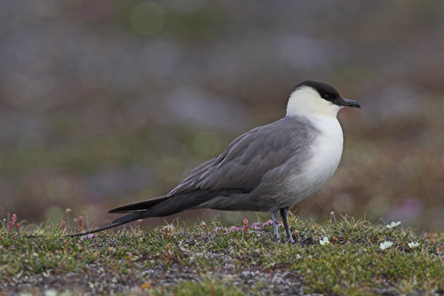 Long-tailed Skua
