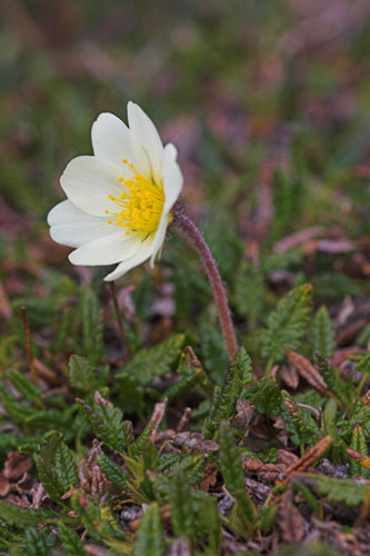 Mountain Avens (Dryas octopetala)