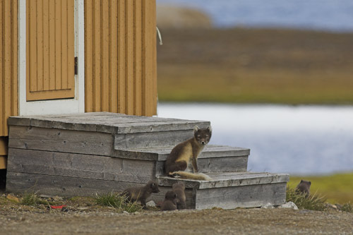 Arctic Fox with cubs