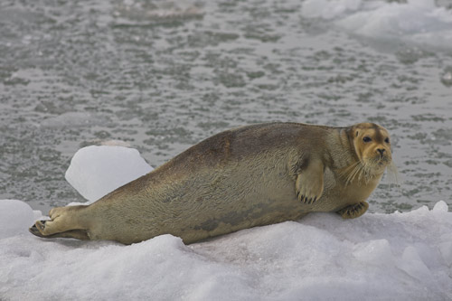 Bearded Seal