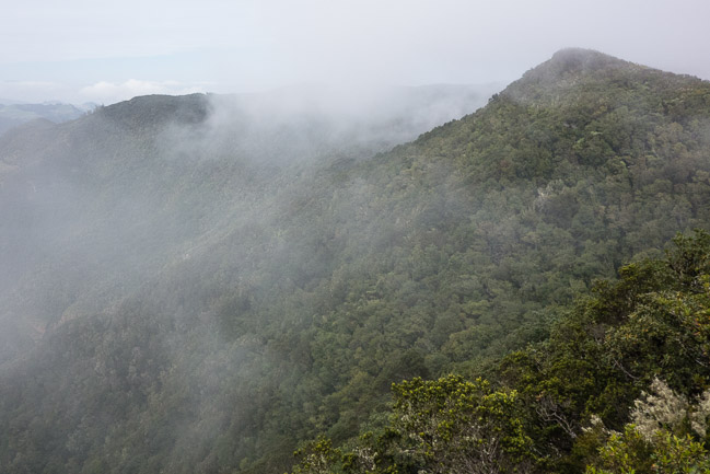 View from Pico del Ingles across laurel forest, Tenerife