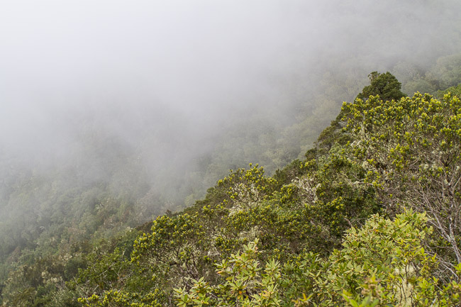View from Pico del Ingles across laurel forest, Tenerife