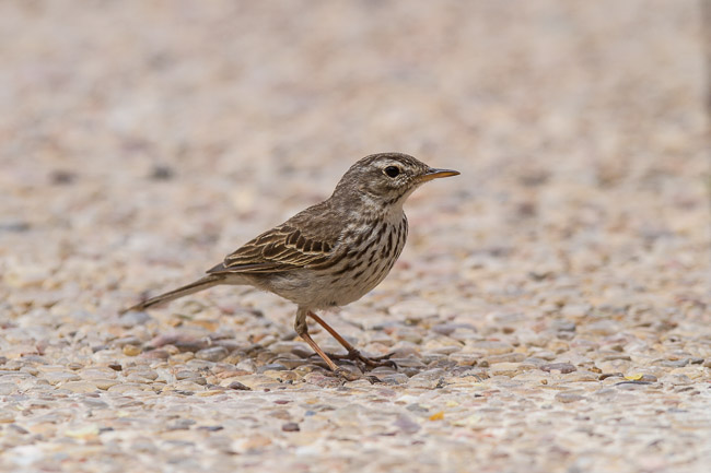 Berthelot's Pipit (Anthus berthelotii), Tenerife