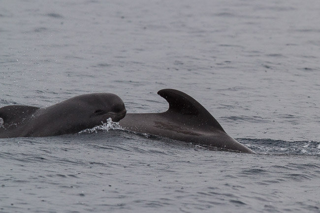 Short-finned Pilot Whales (Globicephala macrorhynchus), Tenerife