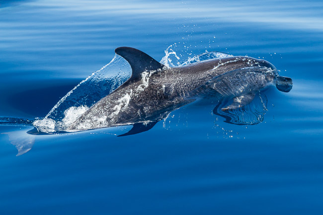 Atlantic Spotted Dolphin (Stenella frontalis), Tenerife